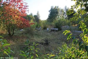 2012-09-16-dalemerfeld-schafe-klein