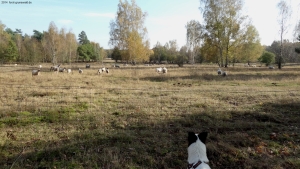 2014-10-27-dahlemer-feld-dsc07352-klein