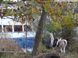 2012-11-04-torfgraben-088-klein 2012-11-04-torfgraben-088-klein