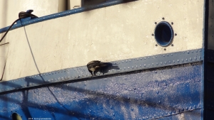 2014-02-12-dsc09159-klein 2014-02-12-dsc09159-klein