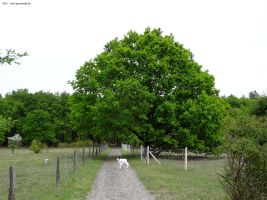 2015-05-16-dahlemer-feld-dsc09661-eiche-klein