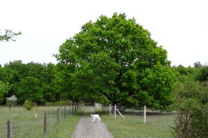 Eichen Galerie 12: Dahlemer Feld