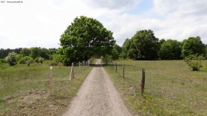 2015-05-21-dahlemerfeld-dsc09859-eiche-klein