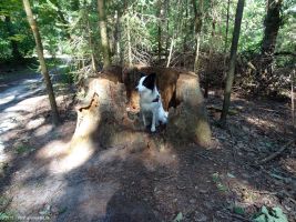 2015-08-03-eichenstumpf-postfenn-dsc01899-klein