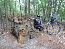 2015-08-03-eichenstumpf-postfenn-dsc01923-klein