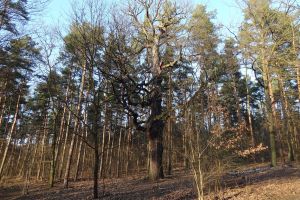 Eichen Galerie 10: Teufelssee - Kindereinrichtung