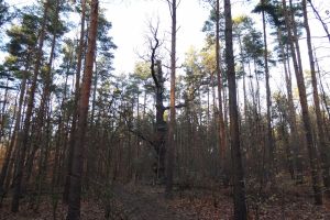 Eichen Galerie 11: Teufelsseechaussee