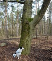 2017-03-31-ballonplatz-buche-dsc00806-klein