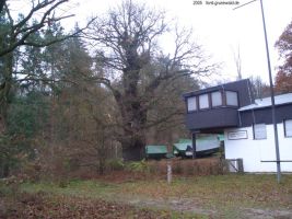 2005-eiche-grosse-steinlankecimg6003-klein 2005-eiche-grosse-steinlankecimg6003-klein