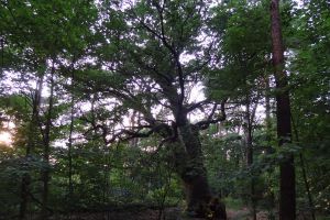 009 - Eichen Galerie 02: Dachsbergeschlucht