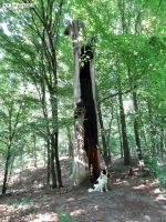 2015-08-03-blitzbaum-russenbruecke-dsc01905-klein