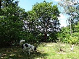 2015-06-04-havelhoehenweg-dsc00402-klein