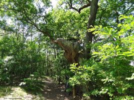 2015-06-04-havelhoehenweg-dsc00406-klein