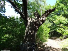 2015-06-04-havelhoehenweg-dsc00413-klein