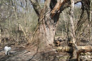 Weiden Galerie 01: Pichelswerder