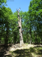 2020-06-01-hochschulsportplatz-dsc02014-klein