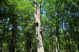 Eichen Galerie 13: Hochschulsportplatz