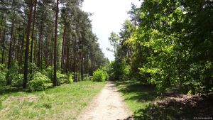 2015-05-17-eichkampwald-dsc09662-klein