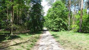 2015-05-17-eichkampwald-dsc09663-klein