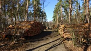 2019-02-27-eichkampwald-dsc04502-klein