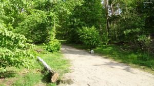 2021-05-29-eichkamp-dsc02981-klein