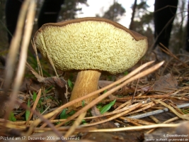 cimg2103-pilz