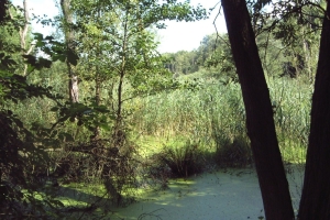 Murellenschlucht Galerie 04: Fließwiese Ruhleben