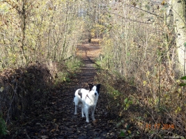 2014-11-17-ruhleben-026-klein