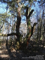 2011-03-06-cimg2001-klein