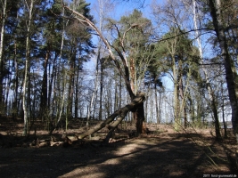 2011-03-06-cimg2042-klein