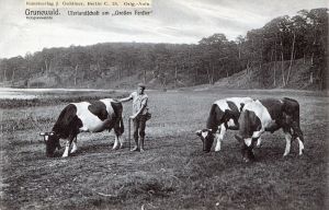 1905-ca-Grosses-Fenster-Kuehe-klein