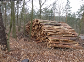 2014-03-17-dachsberg-baumfaellungen-036