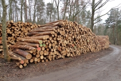 WaldPflege: Dachsberg - Baumfällungen März 2014