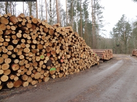 2014-03-17-dachsberg-baumfaellungen-039