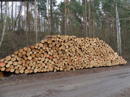 2014-03-17-dachsberg-baumfaellungen-042