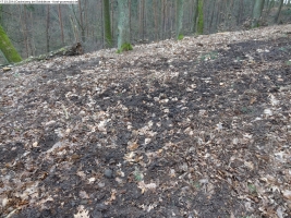2014-03-17-dachsberg-baumfaellungen-010