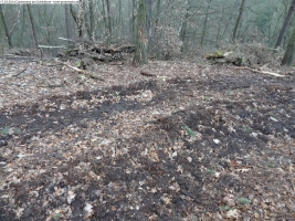 2014-03-17-dachsberg-baumfaellungen-012