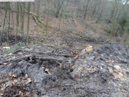2014-03-17-dachsberg-baumfaellungen-024