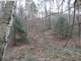 2014-03-17-dachsberg-baumfaellungen-029