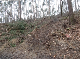 2014-03-17-dachsberg-baumfaellungen-031