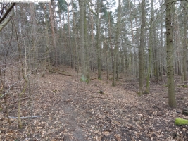 2014-03-17-dachsberg-baumfaellungen-051