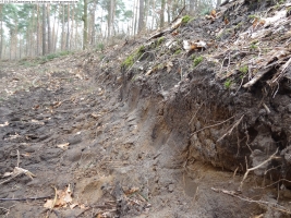 2014-03-17-dachsberg-baumfaellungen-076