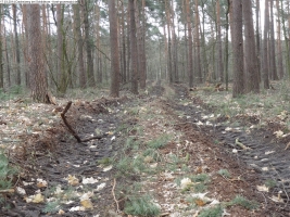 2014-03-17-dachsberg-baumfaellungen-116