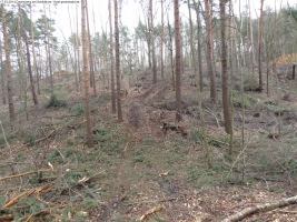 2014-03-17-dachsberg-baumfaellungen-159