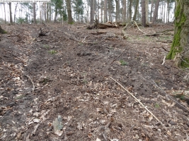2014-03-17-dachsberg-baumfaellungen-167