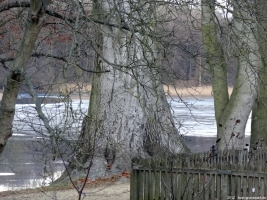 2012-12-30-grunewaldsee-jagdschloss-paulsborn-093-klein