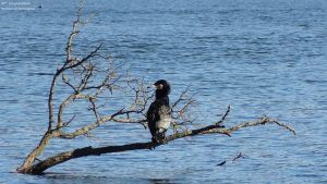 2015-03-22-dsc08519-grunewaldsee-kormoran-a-klein