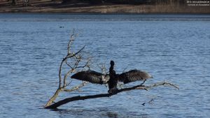 2015-03-22-dsc08520-grunewaldsee-kormoran-a-klein