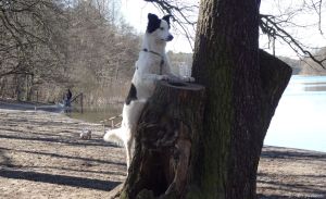 2015-03-22-dsc08522-grunewaldsee-timmy-a-klein
