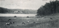 1903-01-03-grunewaldsee-kuehe-klein-a